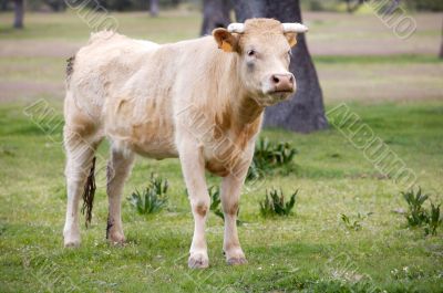 Calf in a meadow