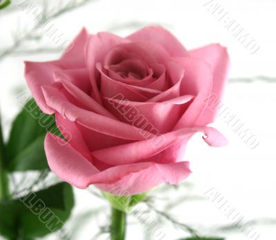 Gift Roses 3 Gift Roses 3