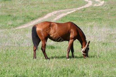 horse horse