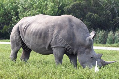 Rhino 2