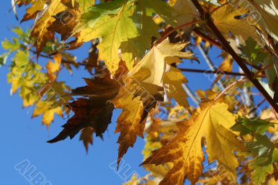 fall foliage