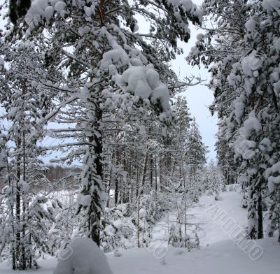 Freezing day in forest