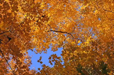 Colorful maple trees