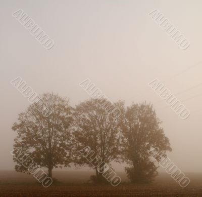Trees with fog