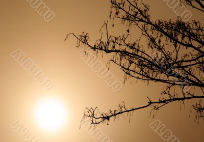 Trees with fog