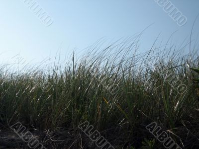 beach grass