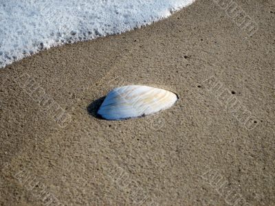 sea shell on beach