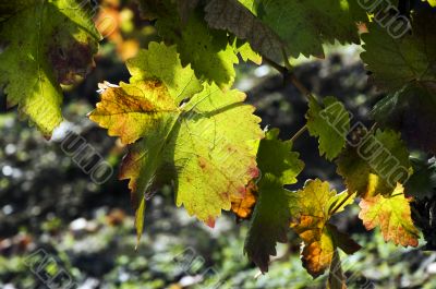 Autumn leaves on vine