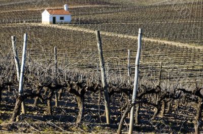 Vineyard in winter