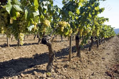 Rows of vines in vineyard