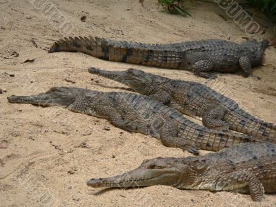 crocodiles on the beach