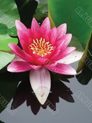 close-up lotus flower