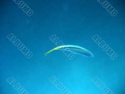 fish in underwater background