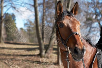 Beautiful race horse