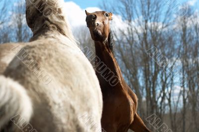 Two wild horses