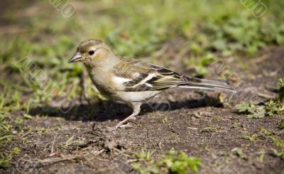 chaffinch female