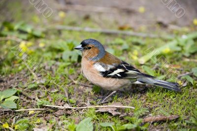chaffinch male