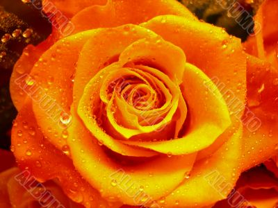 Beautiful orange rose after a rain