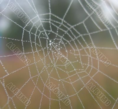 Web with dew