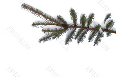 Snowy spruce twig  in winter isolated