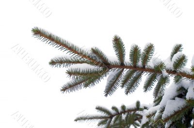  snowy spruce twig in winter.