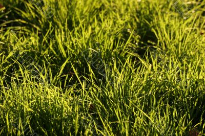 Gras in detail