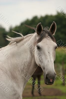 Horse portrait