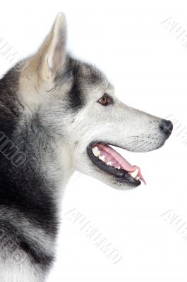 adorable dog adorable dog
