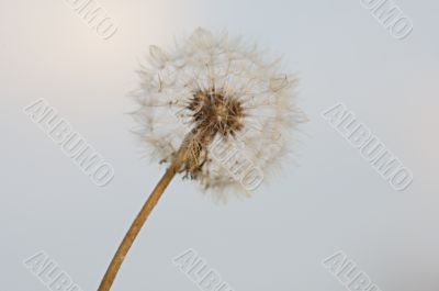 Dandelion