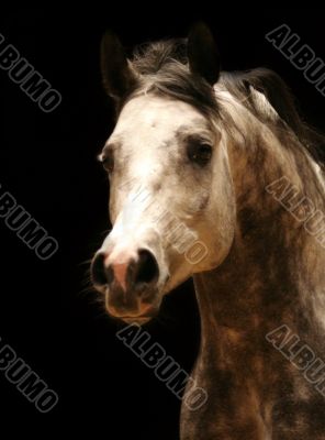 Arabic horse head