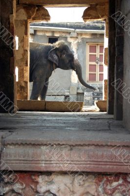 The Indian elephant