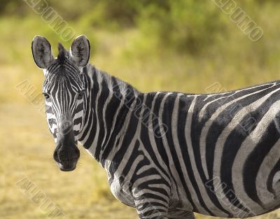 A Zebra