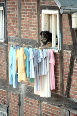 laundry and dog