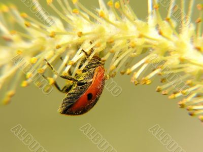 Ladybug