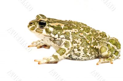 Green toad