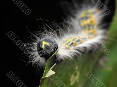 Hairy caterpillar