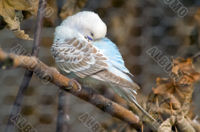 Sleeping budgie Sleeping budgie