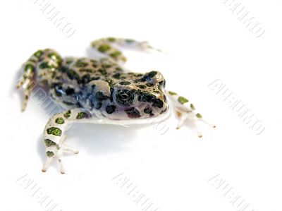 green toad