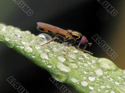 Flower-fly on wet leafs