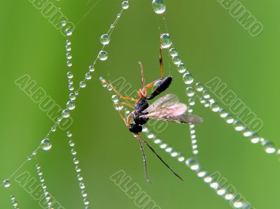 Insect and cobweb