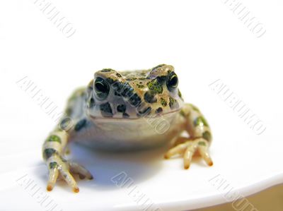 Green toad