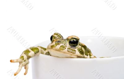 Green toad