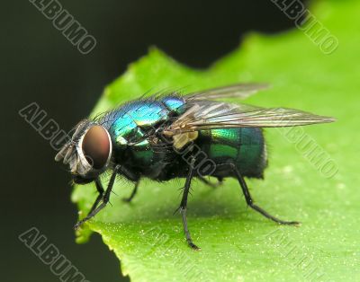 Fly Fly
