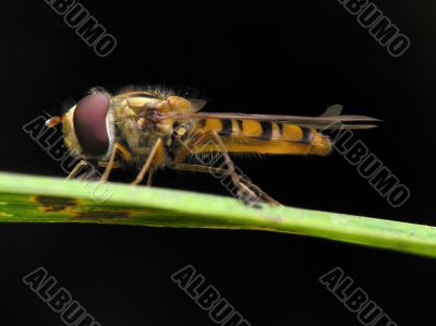 Close-up of flower-fly