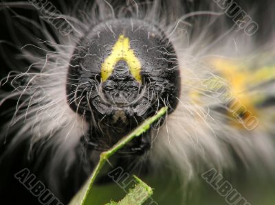 Hairy caterpillar