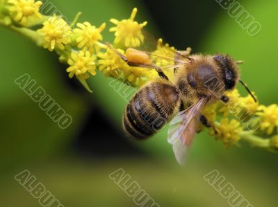 Honey bee on yellow flower Honey bee on yellow flower