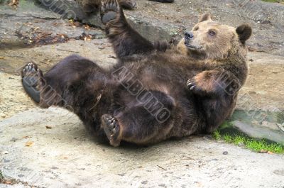 Brown bear Brown bear
