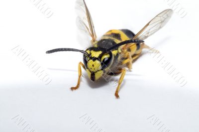 Wasp on white paper Wasp on white paper