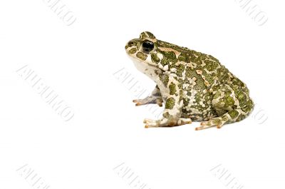 Green toad