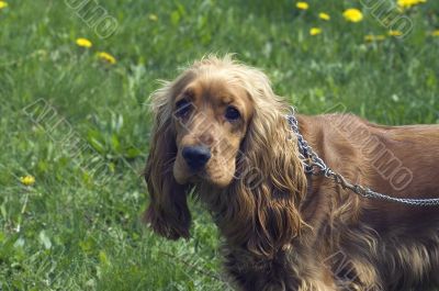 Cocker spaniel Cocker spaniel